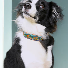 Fire & Ice Dog Collar & Leash
