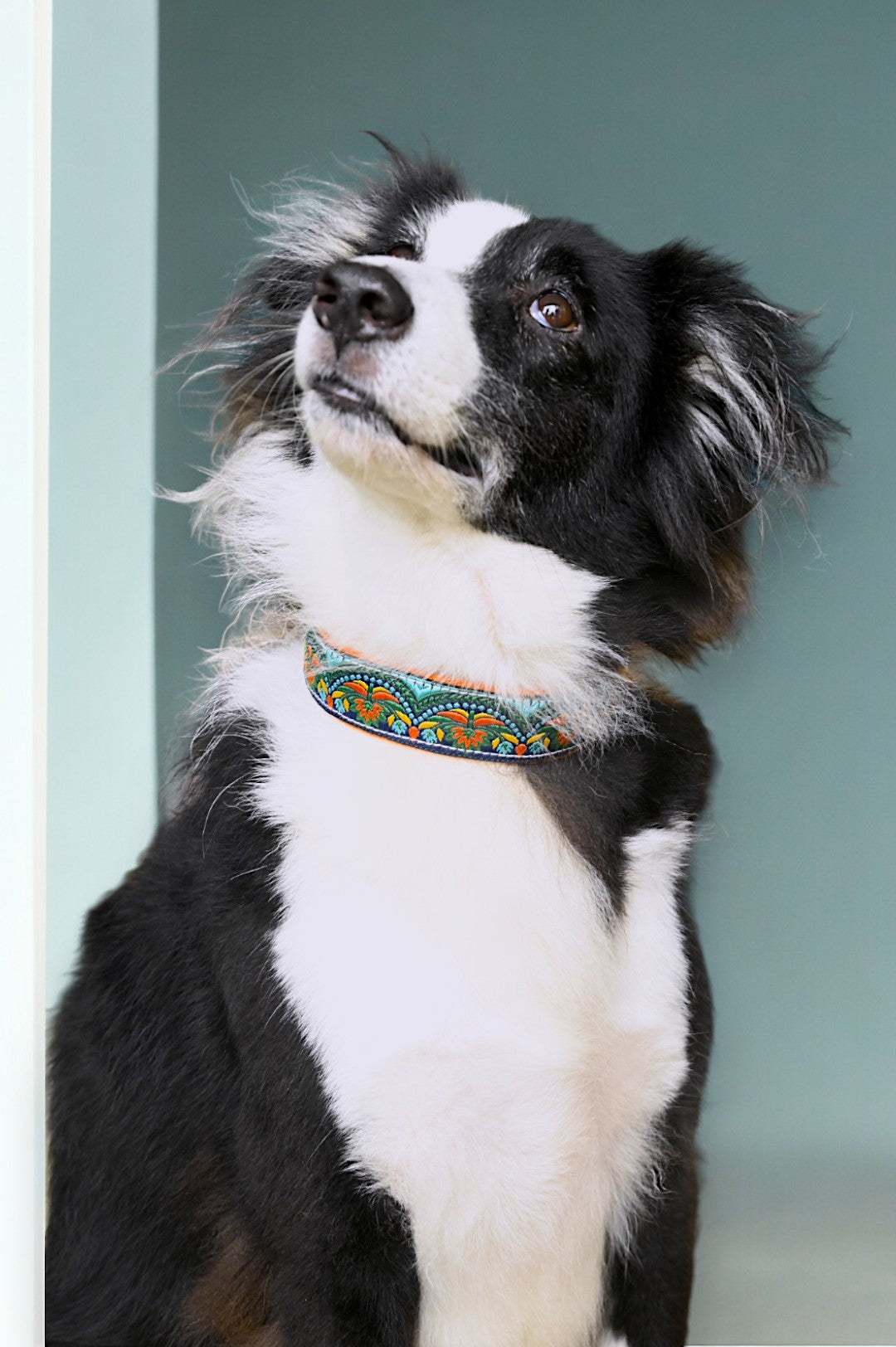 Fire & Ice Dog Collar & Leash