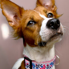 Peony Petal Dog Collar
