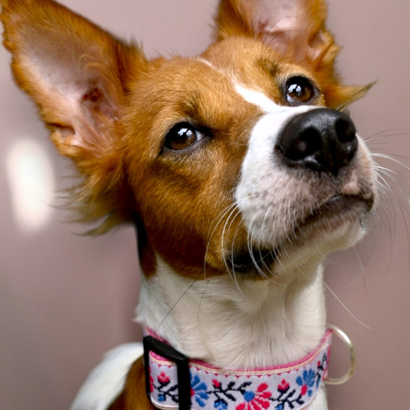 Peony Petal Dog Collar