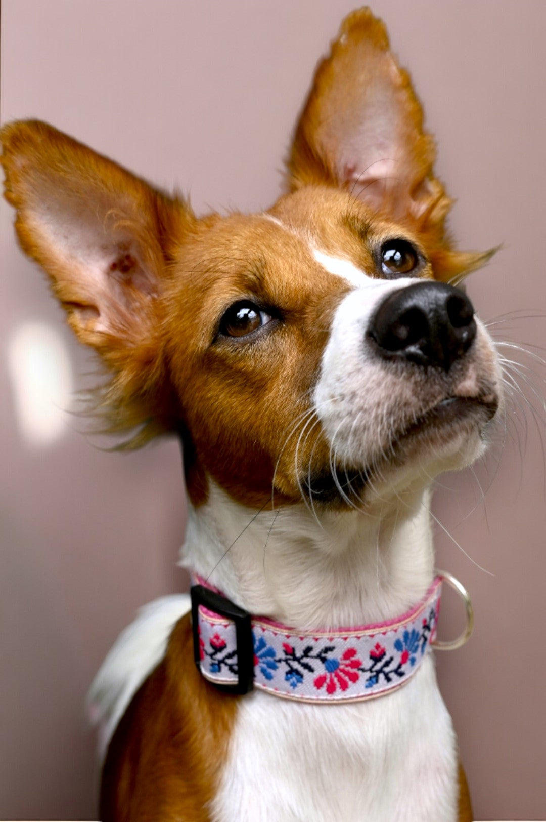 Peony Petal Dog Collar