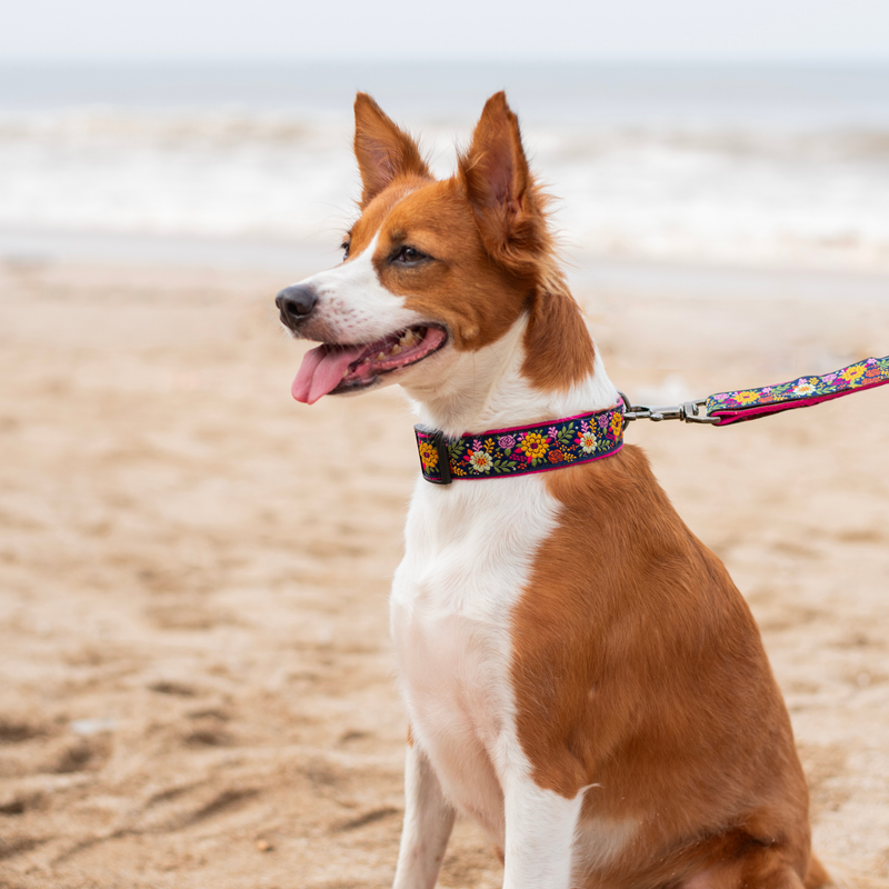 Coastal Bloom Dog Collar