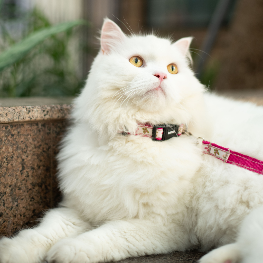 Harness And Lead For Garden Cat Collar Leash Find The Perfect Cat