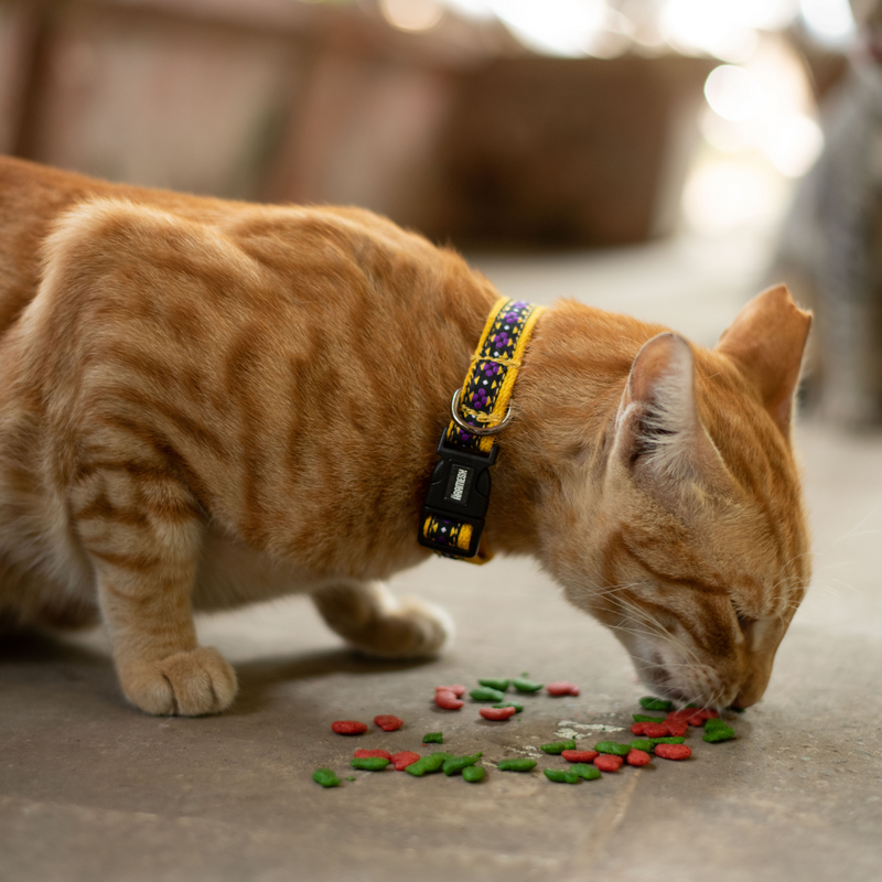 Amber Paws Cat Collar & Leash Set
