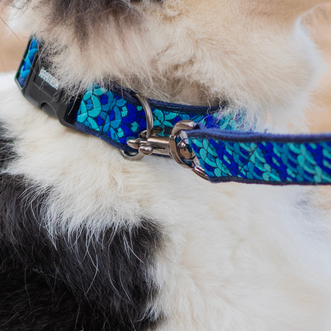 Skywave Dog Collar