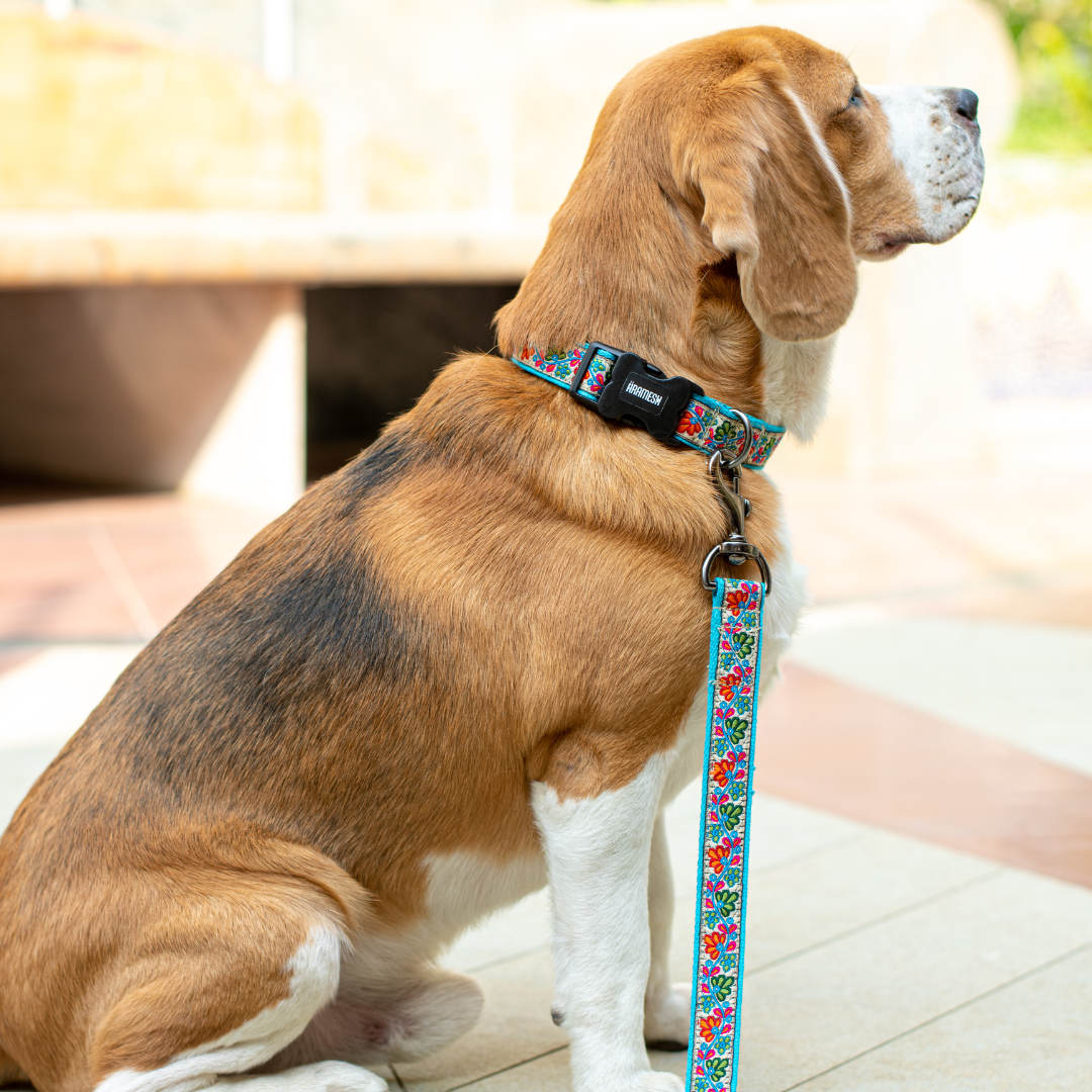 Floral Skies Dog Collar & Leash