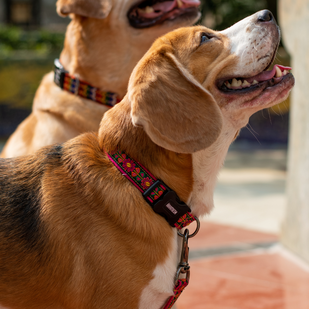 Emerald Glow Dog Collar & Leash