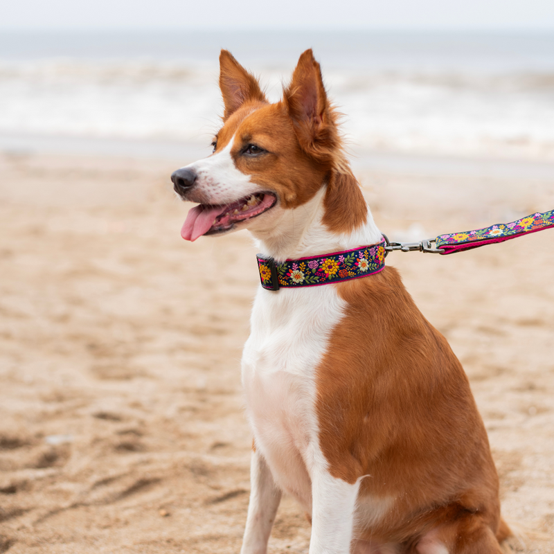 Coastal Bloom Dog Leash