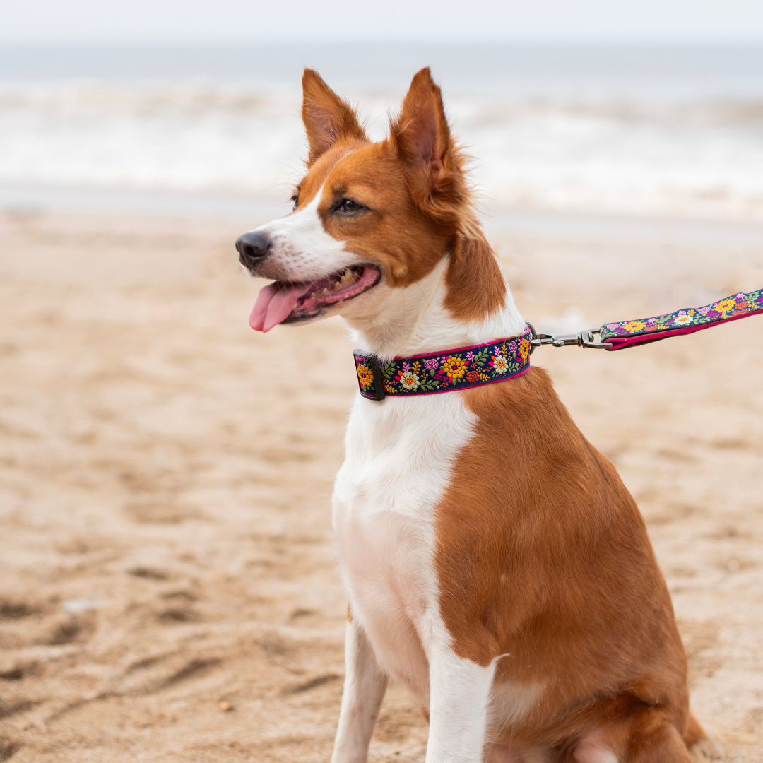 Coastal Bloom Dog Collar & Leash