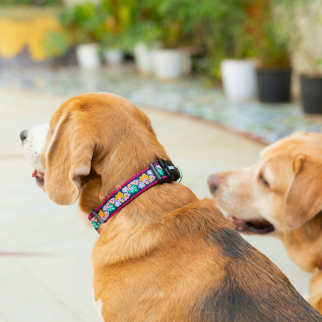 Electric Bloom Dog Collar