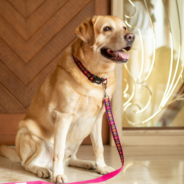Jugnu Dog Collar & Leash