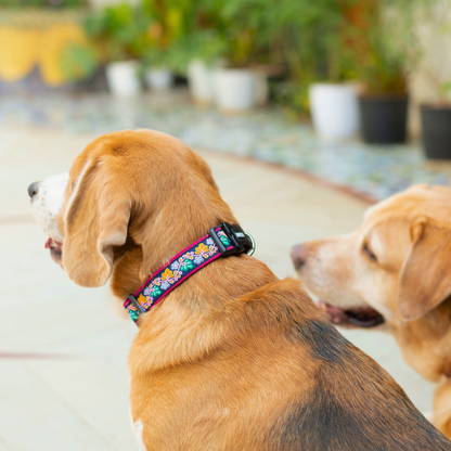 Electric Bloom Dog Collar & Leash