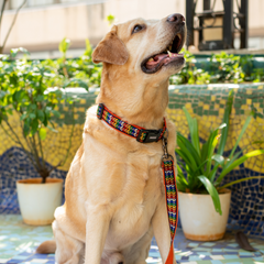 Colourful Trails Dog Leash