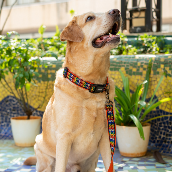 Colourful Trails Dog Leash