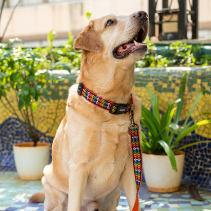 Colourful Trails Dog Collar & Leash