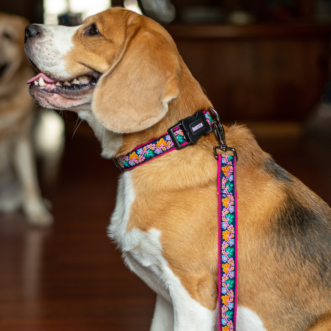 Electric Bloom Dog Collar