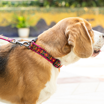 Emerald Glow Dog Collar & Leash