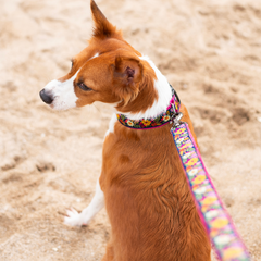 Coastal Bloom Dog Leash