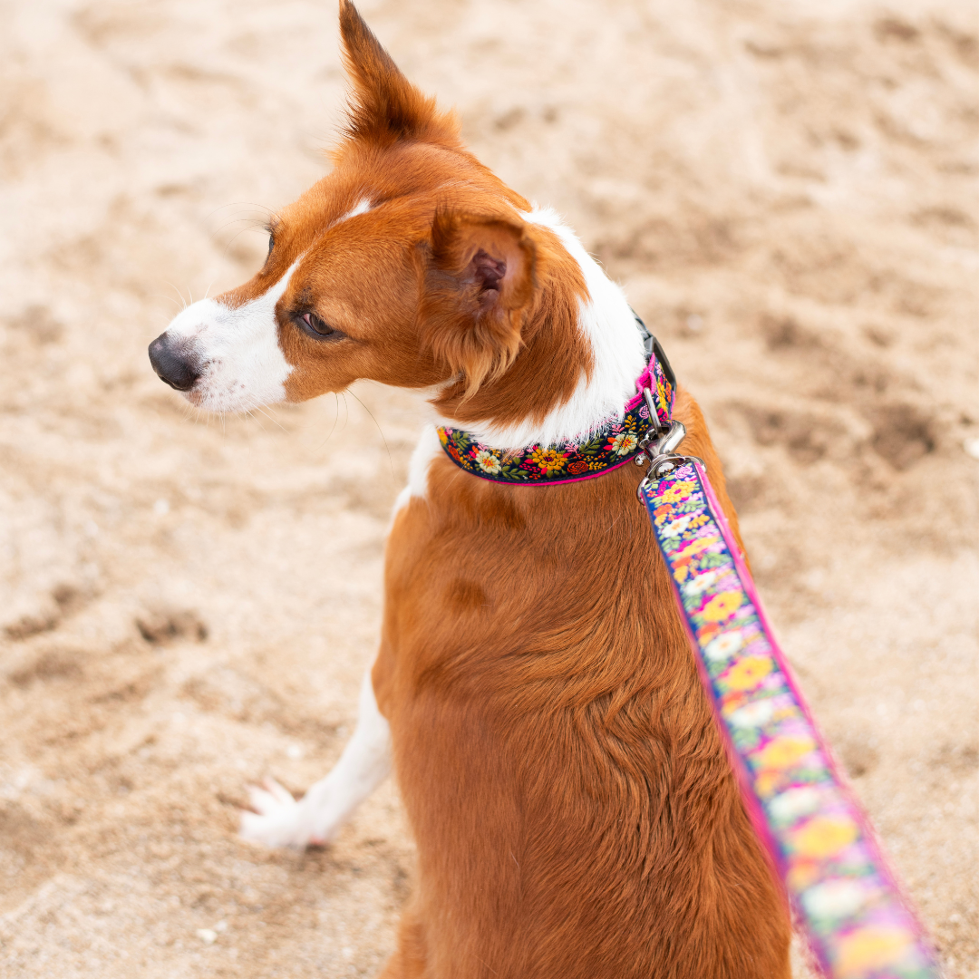 Coastal Bloom Dog Collar & Leash