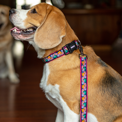 Electric Bloom Dog Collar & Leash
