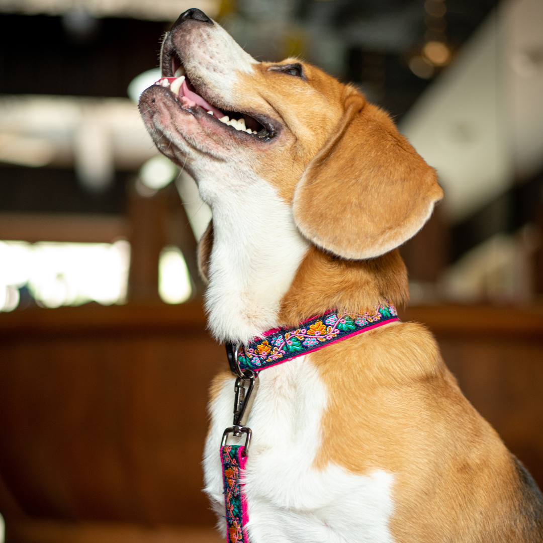 Electric Bloom Dog Collar & Leash