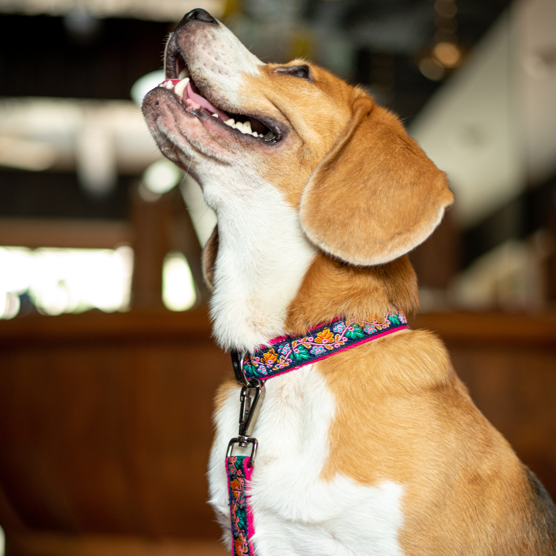 Electric Bloom Dog Collar