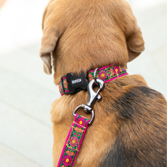 Emerald Glow Dog Collar