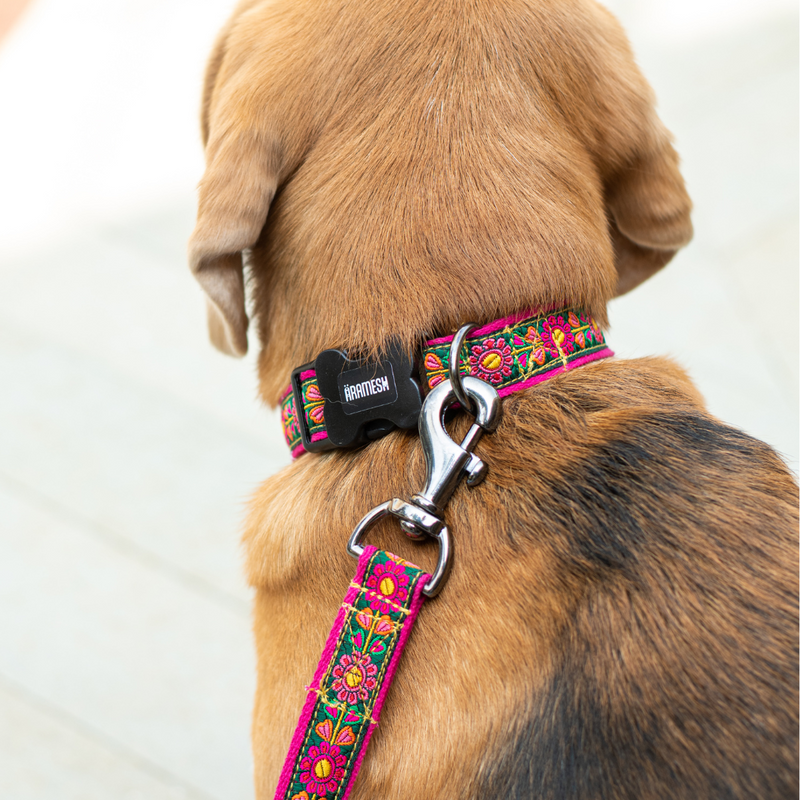 Emerald Glow Dog Collar