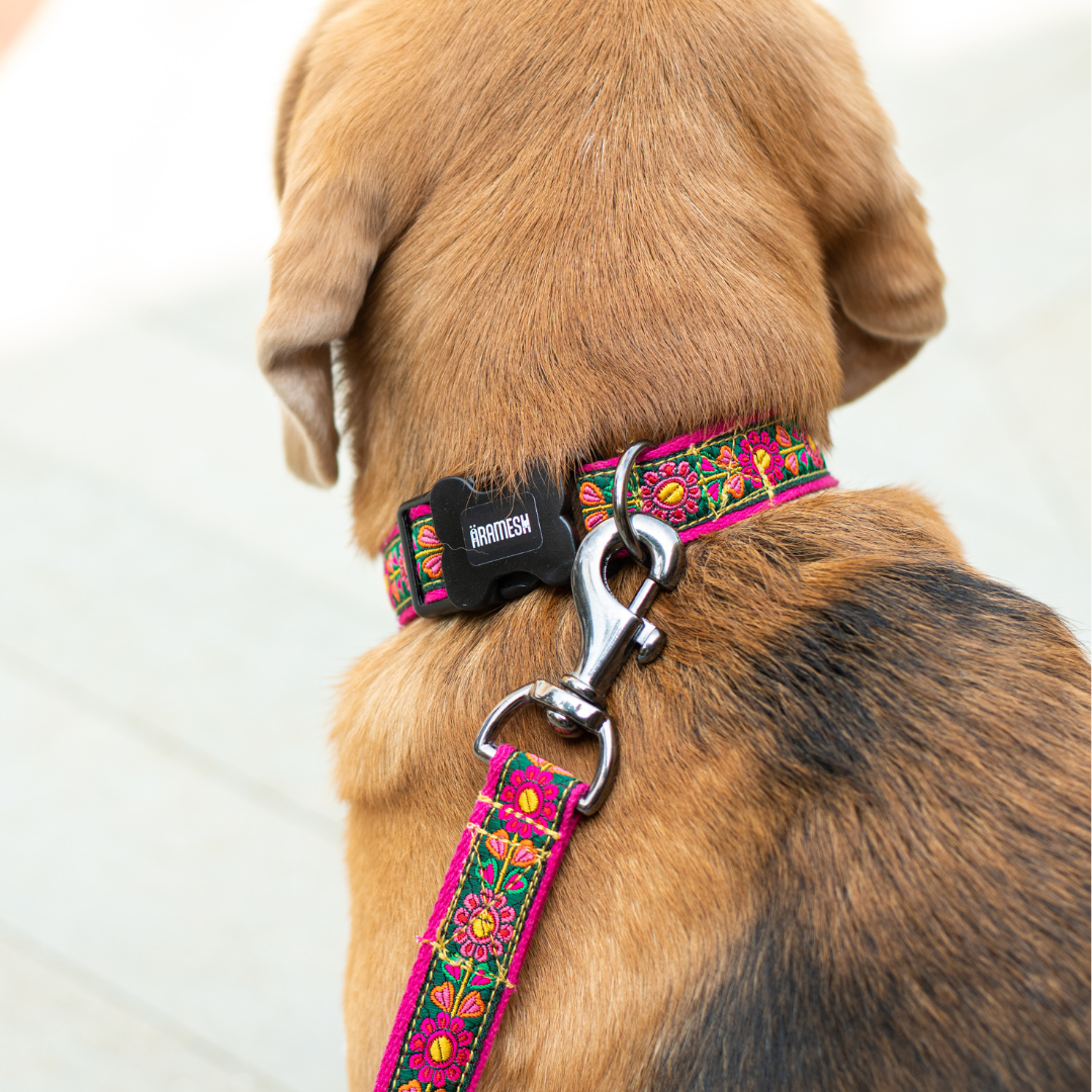 Emerald Glow Dog Collar & Leash