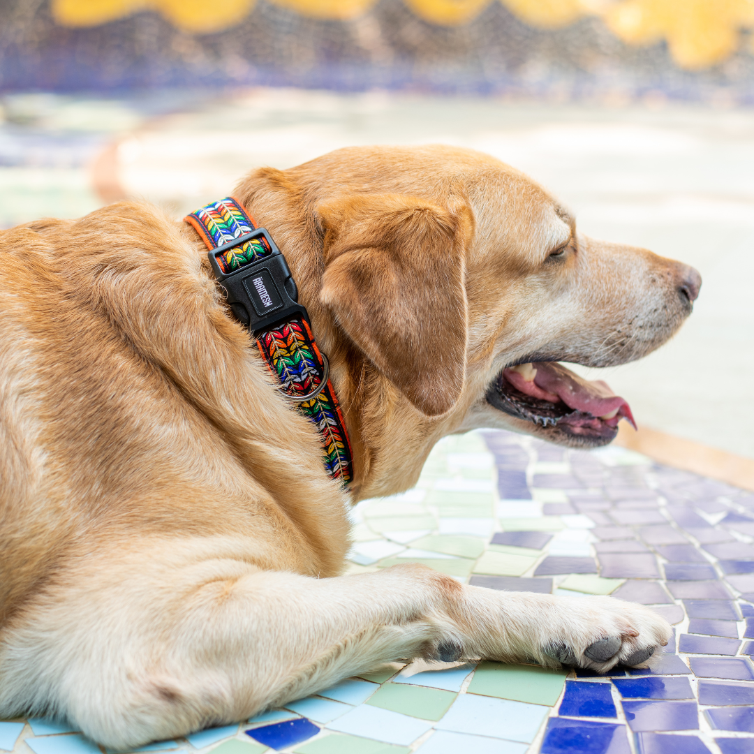 Colourful Trails Dog Collar