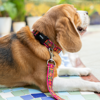 Emerald Glow Dog Collar & Leash