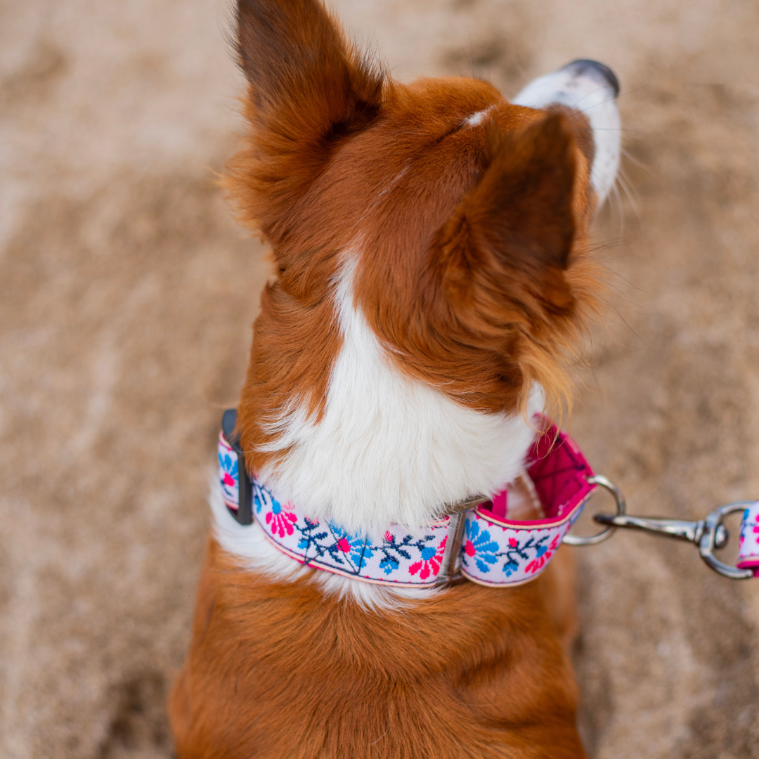 Martingale Dog Collar: Peony Petal