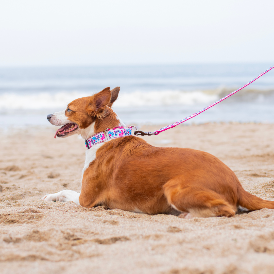 Martingale Dog Collar: Peony Petal