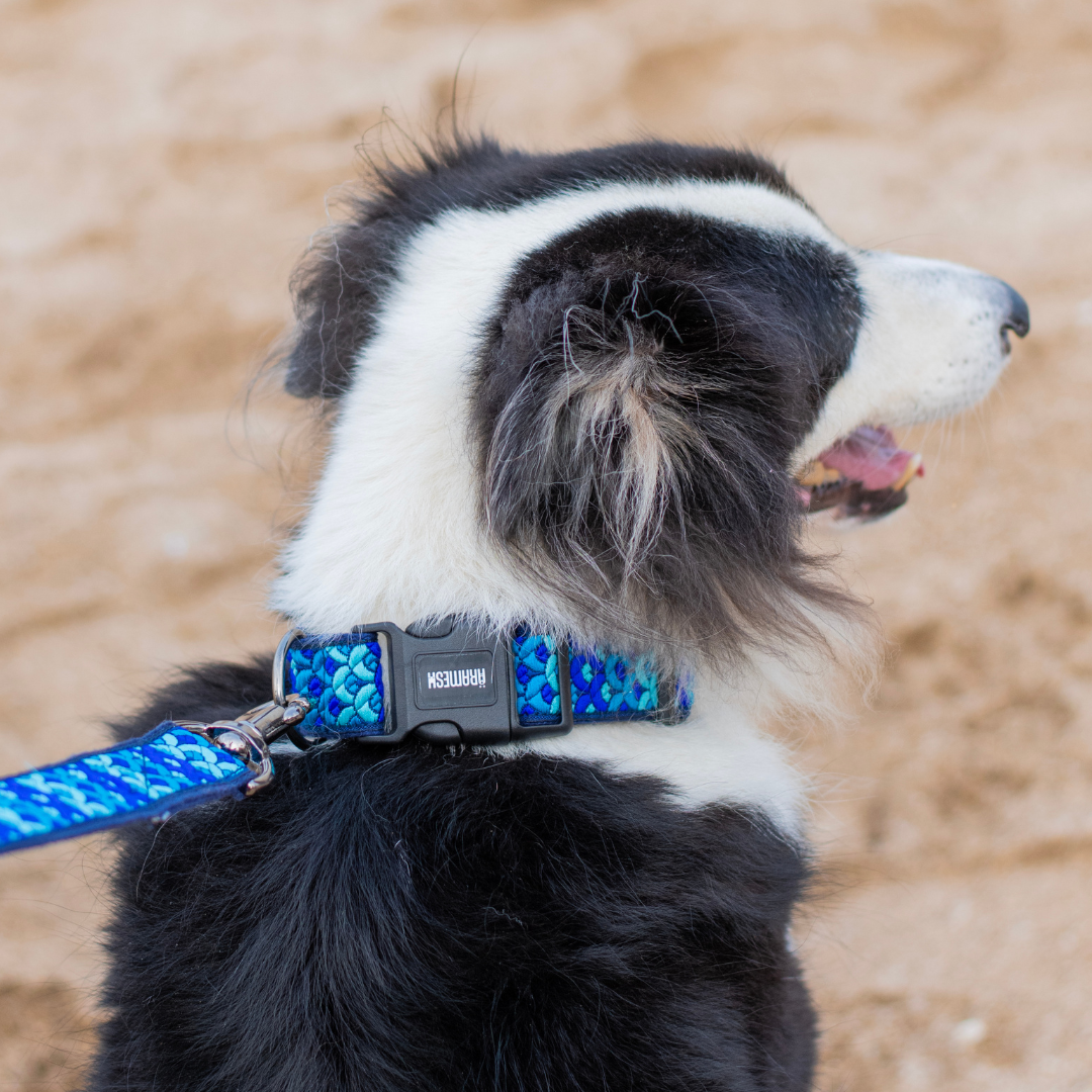 Skywave Dog Collar & Leash