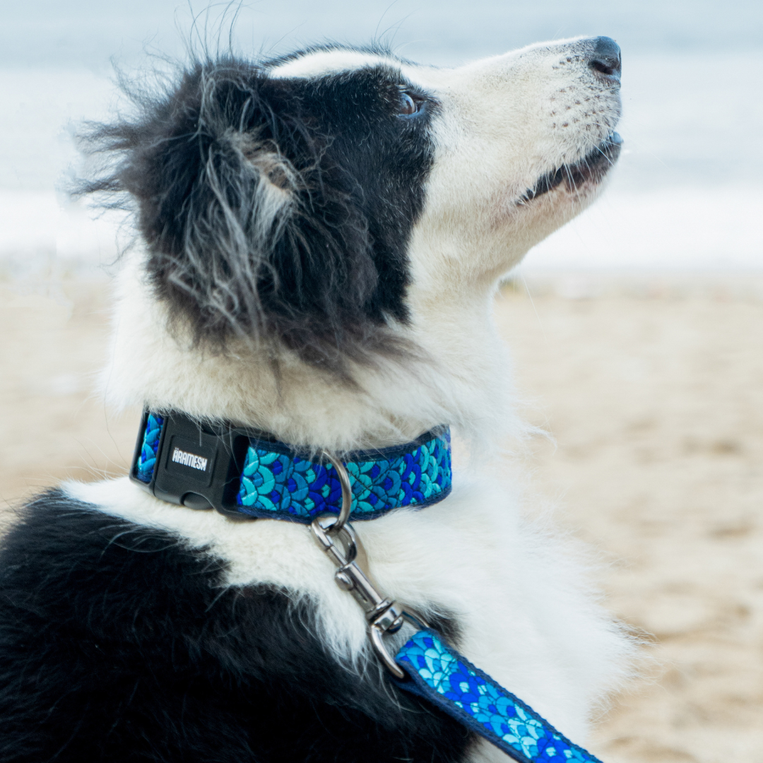 Skywave Dog Collar