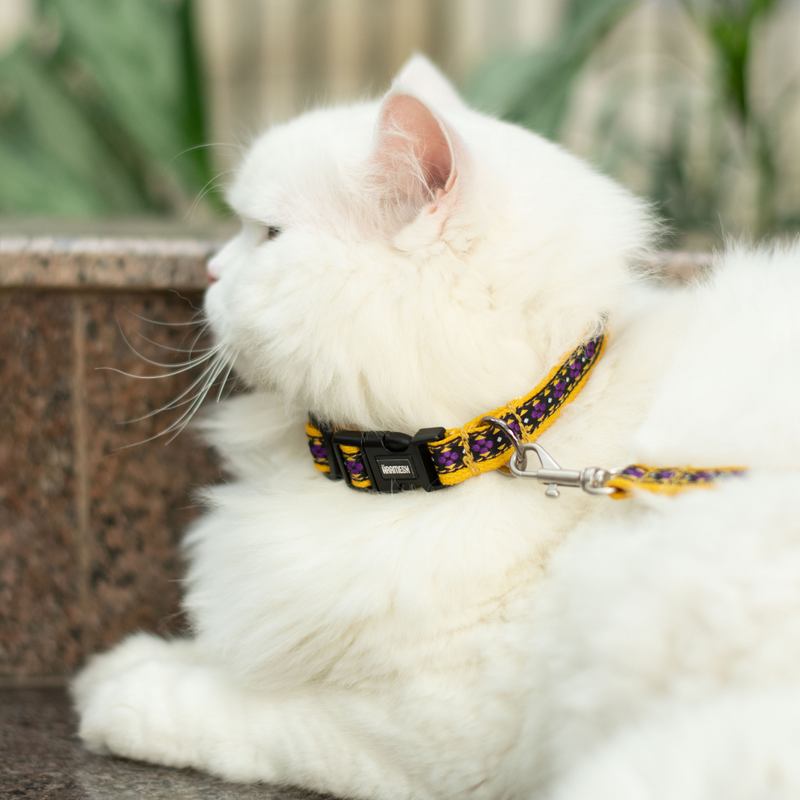 Amber Paws Cat Collar & Leash Set
