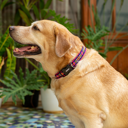 Sunflower Mist Dog Collar