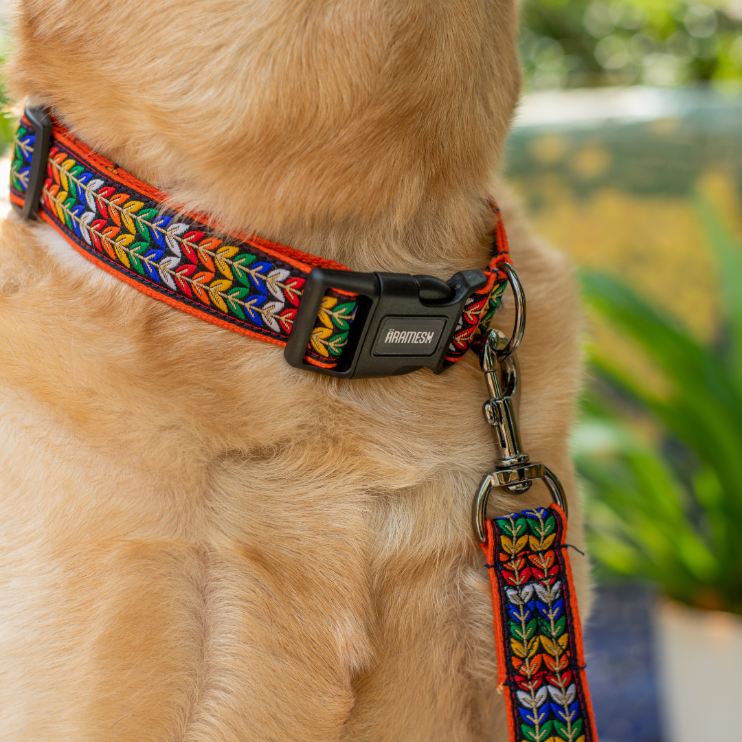 Colourful Trails Dog Collar & Leash