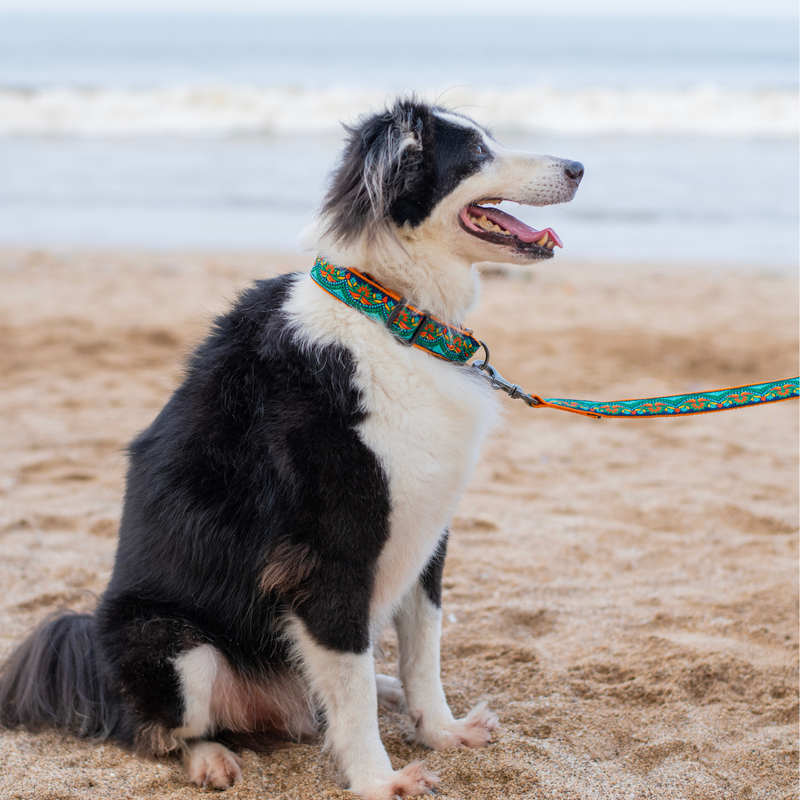 Martingale Collar + Leash