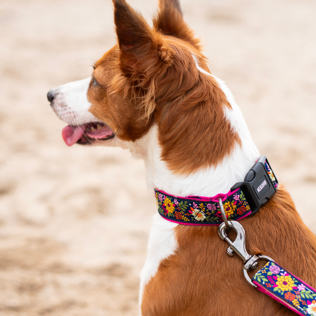 Coastal Bloom Dog Collar