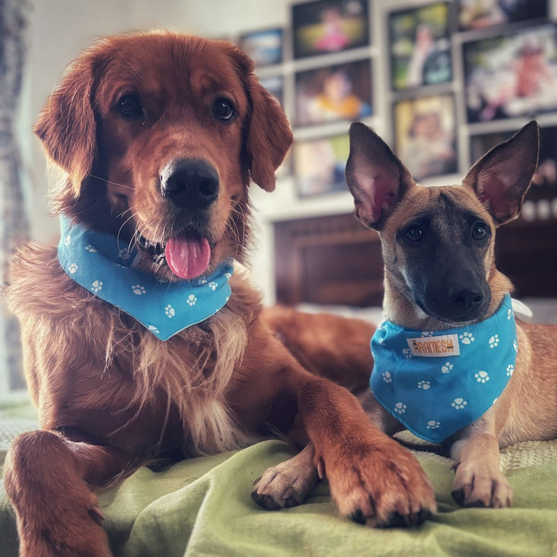 Aramesh Cotton Bandana