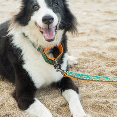 Martingale Dog Collar: Fire & Ice