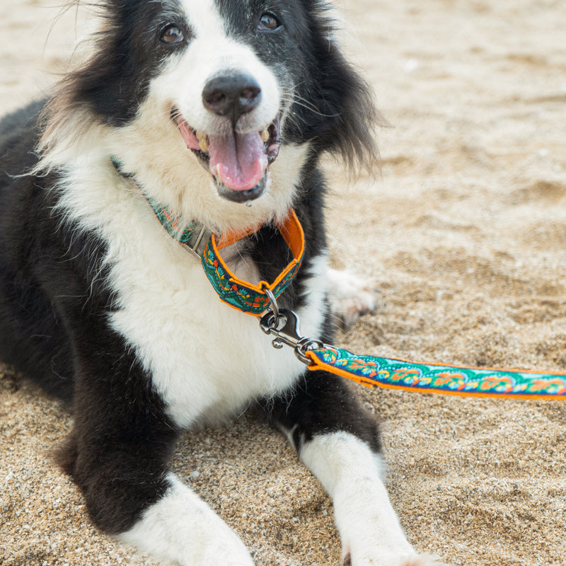 Martingale Dog Collar: Fire & Ice