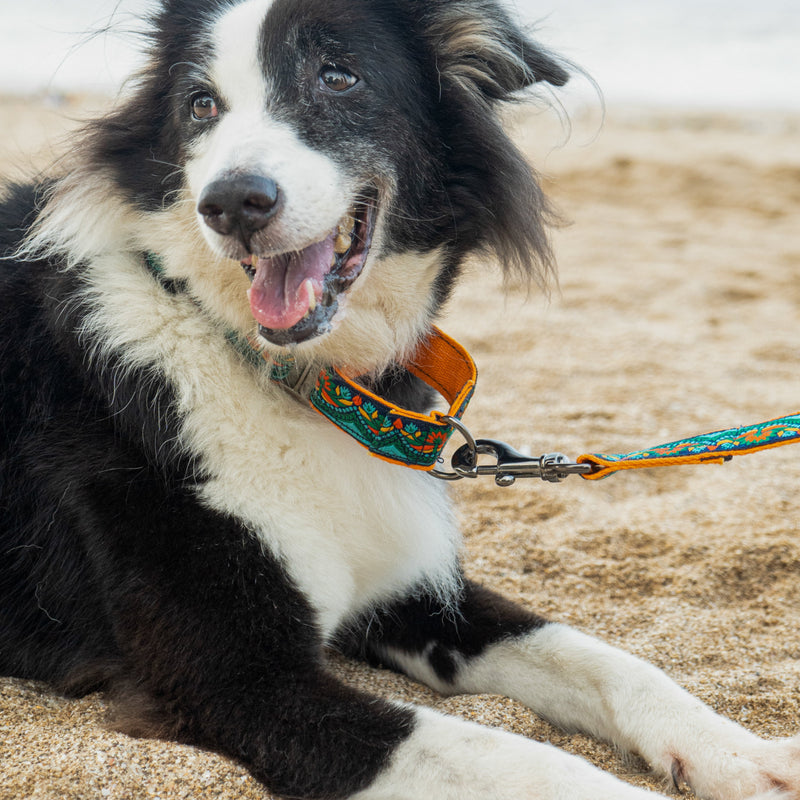 Martingale Collar + Leash