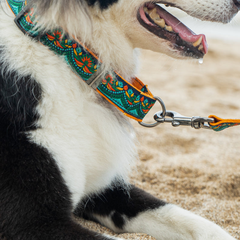 Martingale Collar + Leash