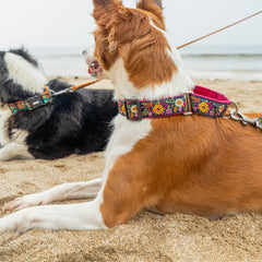 Martingale Dog Collar: Coastal Bloom