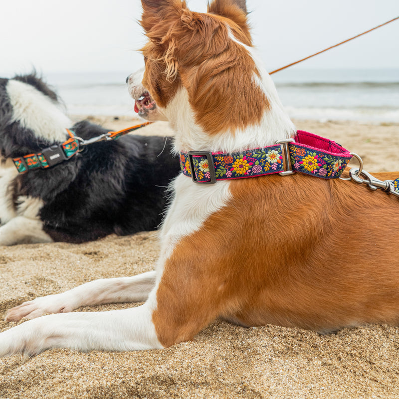 Martingale Dog Collar: Coastal Bloom