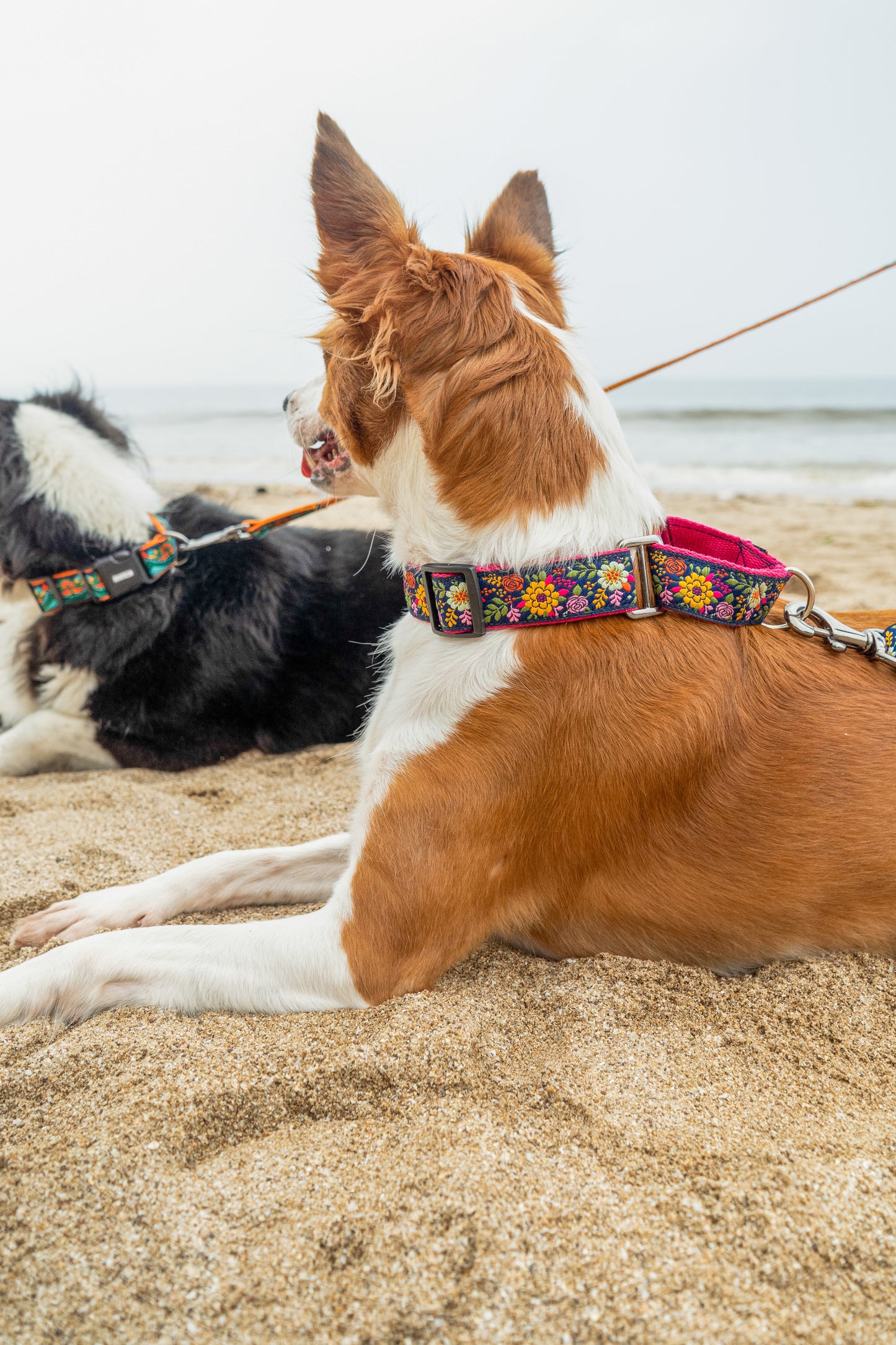 Martingale Dog Collar: Coastal Bloom