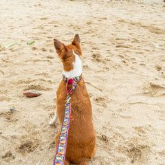 Coastal Bloom Dog Leash