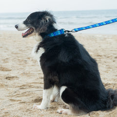Martingale Dog Collar: Skywave